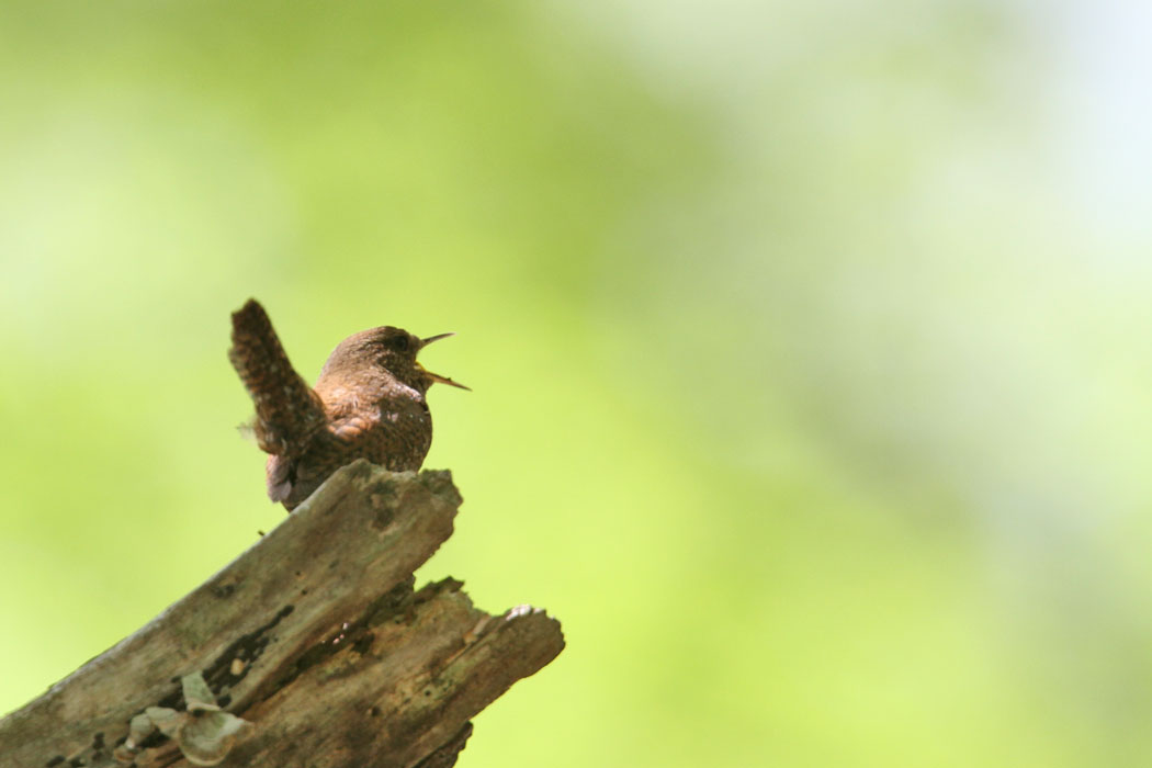 ことしの戸隠は鳥が少なめかな？でもミソサザイは元気にさえずり、しばらく遊んでくれました。